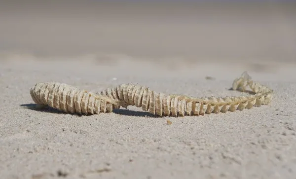ปลอกไข ของเชลล างข นบนชายหาด — ภาพถ่ายสต็อก