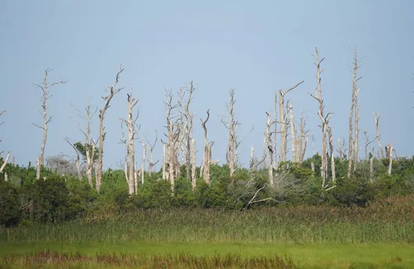 Das Feld Der Abgestorbenen Bäume Der Nähe Von Assateague Island — Stockfoto