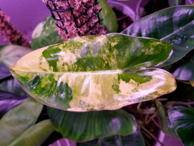 Uğur böceğiyle birlikte Philodendron Verrucosum 'un güzel kırmızı arka yaprakları.