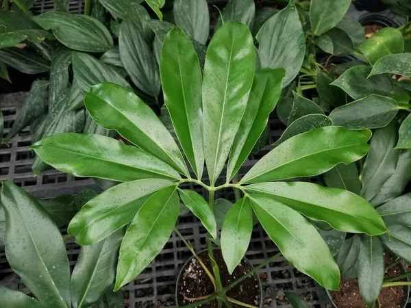Het Glanzende Ster Vormige Groene Blad Van Philodendron Goeldii Een — Stockfoto