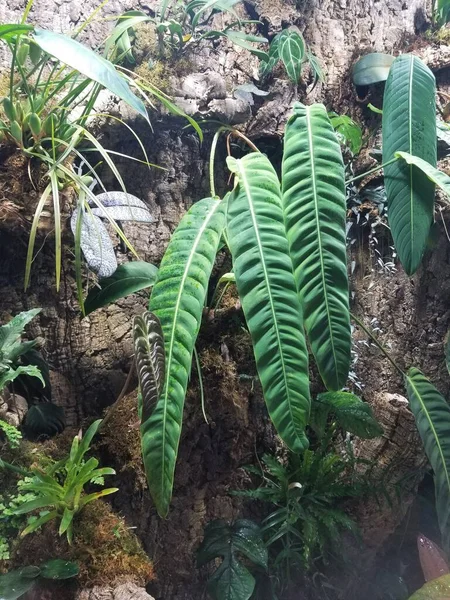Philodendron Patriciae, en nadir ve aranan ev bitkisi koleksiyoncularından biri.
