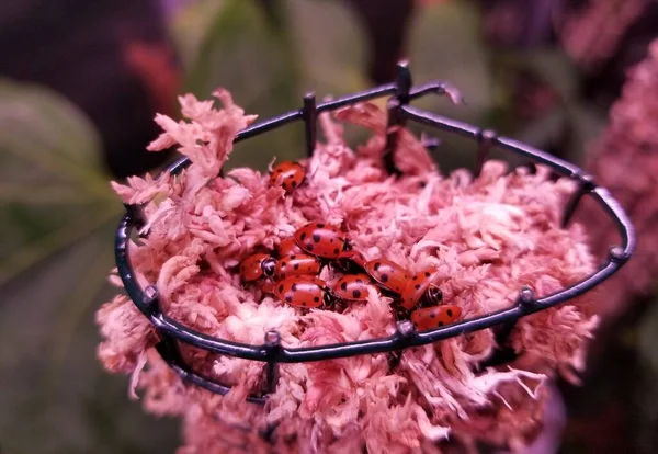 Group Ladybugs Top Moss Pole — Stock Photo, Image