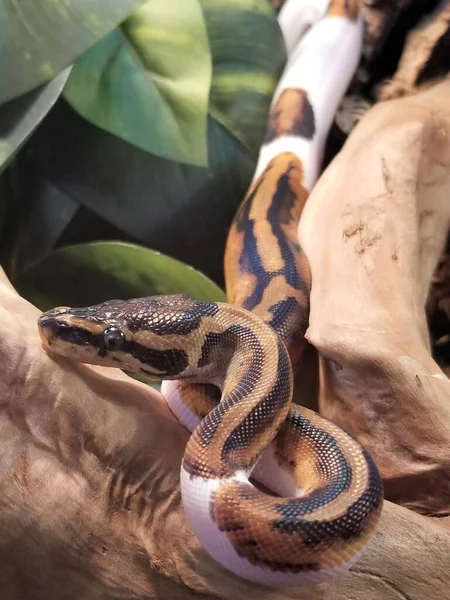 Uma Bola Marrom Python Cima Uma Madeira Deriva — Fotografia de Stock