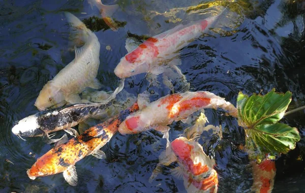Smíšené Barvy Tvary Koi Ryb Uvnitř Rybníka — Stock fotografie