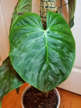 Philodendron Majestic 'in güzel yeşil ve gümüş yaprağını kapatın.