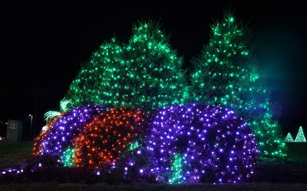 Beautiful Pine Trees Decorated Colorful Lights Nottingham Pennsylvania — Foto Stock
