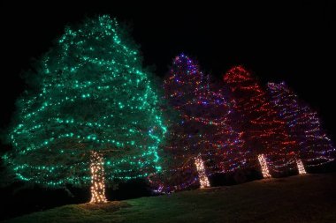 Nottingham, Pennsylvania, ABD 'de renkli ışıklarla süslenmiş güzel çam ağaçları.