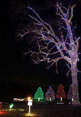 Nottingham, Pennsylvania, ABD 'de dalları renkli ışıklarla süslenmiş güzel ağaçlar.