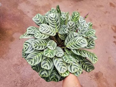 Calathea Stromanthe Burle Marx 'ın güzel yaprakları