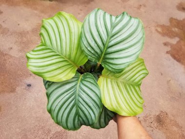 Calathea Orbifolia 'nın güzel yeşil yaprakları
