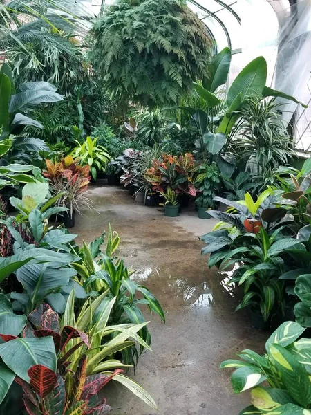 Greenhouse Many Tropical Plants Floor — стоковое фото