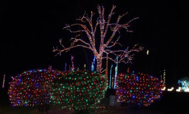 Nottingham, Pennsylvania, ABD 'de dalları renkli ışıklarla süslenmiş güzel ağaçlar.