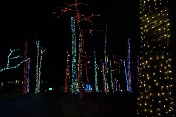 Beaux Arbres Avec Des Branches Décorées Dans Des Lumières Colorées — Photo