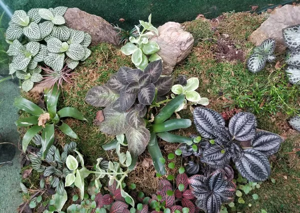 Die Farbenfrohen Tropischen Pflanzen Einem Glasterrarium Mit Hoher Luftfeuchtigkeit — Stockfoto