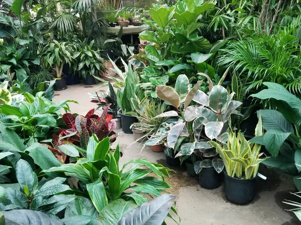 Egy Üvegház Sok Trópusi Növényekkel Padlón — Stock Fotó