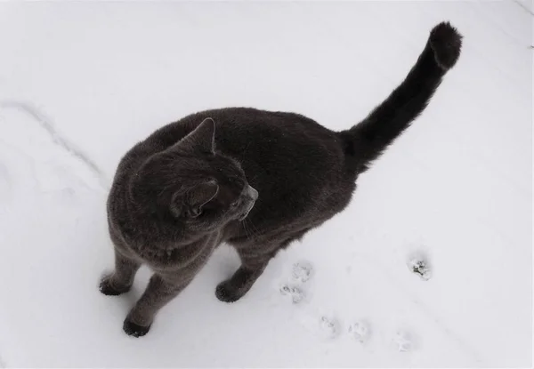 Chat Bleu Russe Marchant Dans Neige — Photo