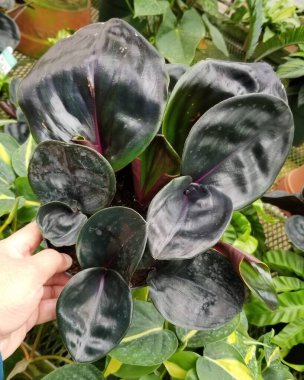 Geogenanthus Ciliatus 'un güzel koyu ve yuvarlak yaprakları