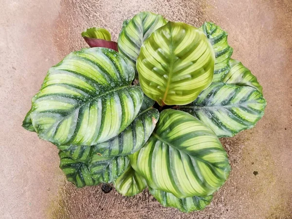 Beautiful Large Striped Green Leaves Calathea Fasciata — Stockfoto