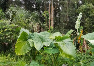 Colocasia 'nın büyük Fil Kulağı Apopka, Florida, ABD yakınlarındaki bir yağmur ormanında.