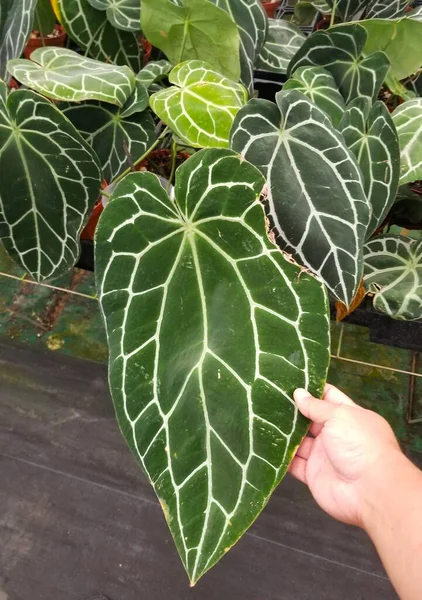 Met Een Prachtig Blad Van Anthurium Magnificum Een Populaire Huisplant — Stockfoto