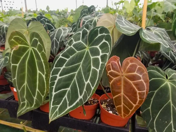 Hermosas Hojas Anthurium Magnificum Una Planta Interior Popular — Foto de Stock