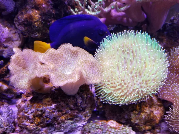 Beautiful Saltwater Fish Tank Devil Hand Coral Toadstool Leather Coral — Stock fotografie
