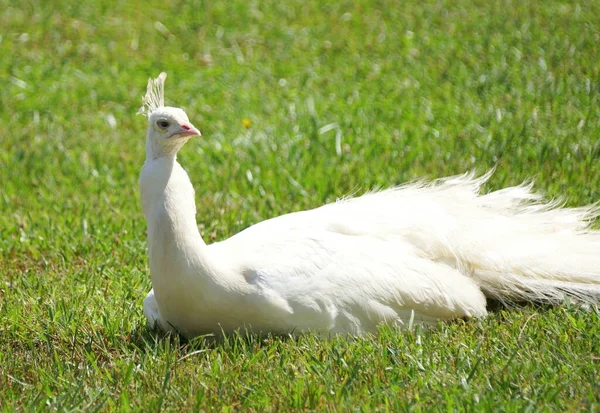 一只长着美丽羽毛的白孔雀在草地上悠闲自在 — 图库照片