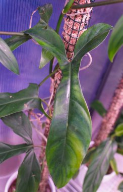 Philodendron 69686 'nın eşsiz şekil yaprağı, popüler ve nadir bulunan bir bitkidir.