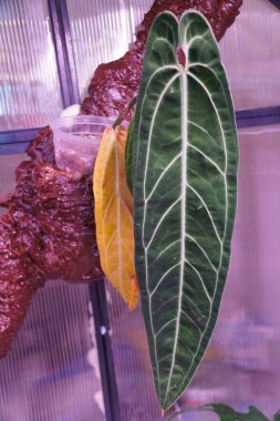 Anthurium Warocqueanum 'un güzel uzun yaprakları