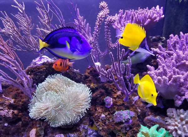 A beautiful saltwater fish tank with blue and yellow tang and variety of coral reef