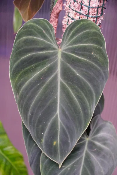 Hermosas Hojas Oscuras Aterciopeladas Philodendron Splendid — Foto de Stock