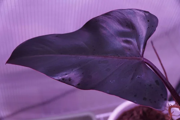 Nahaufnahme Des Glänzenden Blattes Von Philodendron Dark Lord — Stockfoto