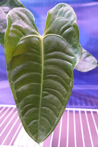 Bela Folha Nervurada Verde Anthurium Veitchii Versão Ampla — Fotografia de Stock