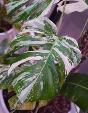 Çok güzel bir Monstera Albo Borsigiana yaprağı.