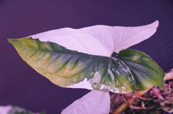 シンゴニウムの美しい斑入りの葉 Albo — ストック写真