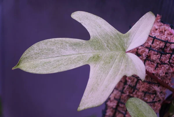 Philodendron Florida Hayaleti 'nin güzel beyaz bir yaprağı