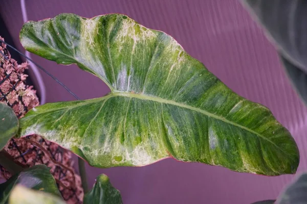 Όμορφο Ανοιχτό Πράσινο Φύλλο Του Philodendron Paraiso Verde — Φωτογραφία Αρχείου