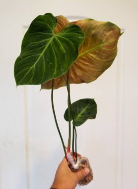 Philodendron Rubrijuvenile El Choco Red 'in güzel yaprakları