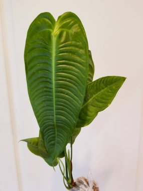 Güzel tırtıklı ve uzun Anthurium Veitchii yaprağı dar versiyonu