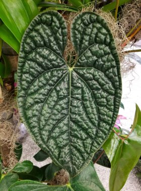 Güzel doku ve parlak yeşil Andoryum Luxurian yaprağı.