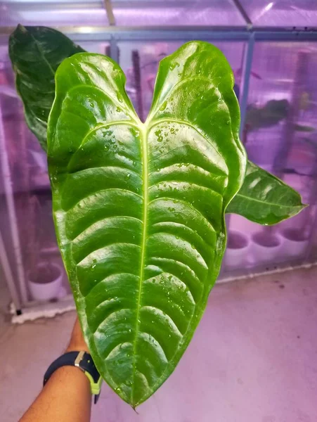 Beautiful ribbed and long leaf of Anthurium Veitchii wide version