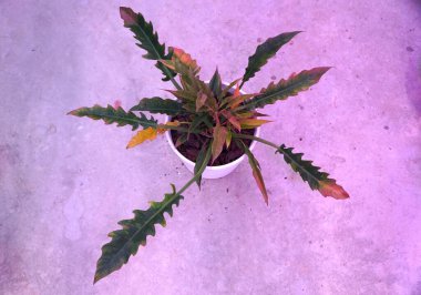 Philodendron Ateş Çemberi 'nin güzel yaprakları. Nadir bulunan bir bitki türü.