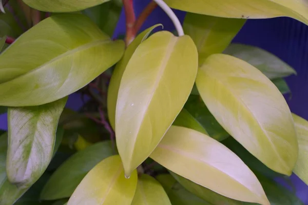 Philodendron Lemon Lime Una Popular Planta Interior — Foto de Stock