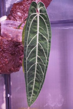 Meşhur egzotik bir bitki olan Anthurium Warocqueanum 'un güzel uzun yaprakları.