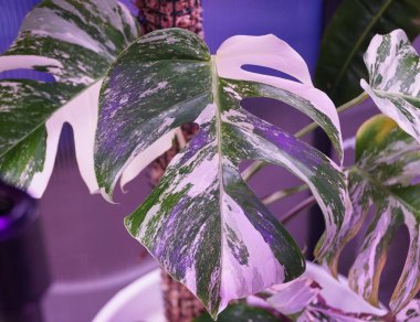 Sevilen egzotik bir bitki olan Monstera Albo Borsigiana 'nın çok güzel bir yaprağı.