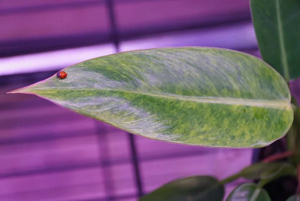 Seekor Kumbang Merayap Daun Hijau Philodendron Calkin Gold — Stok Foto