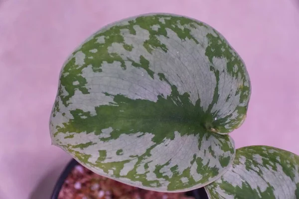 Närbild Ett Silver Och Grönt Blad Scindapsus Pictus Exotica — Stockfoto