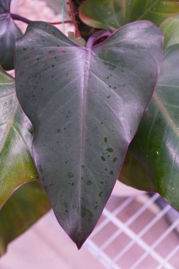 Philodendron 'un parlak yaprağını kapat Karanlık Lord, popüler bir ev bitkisi.