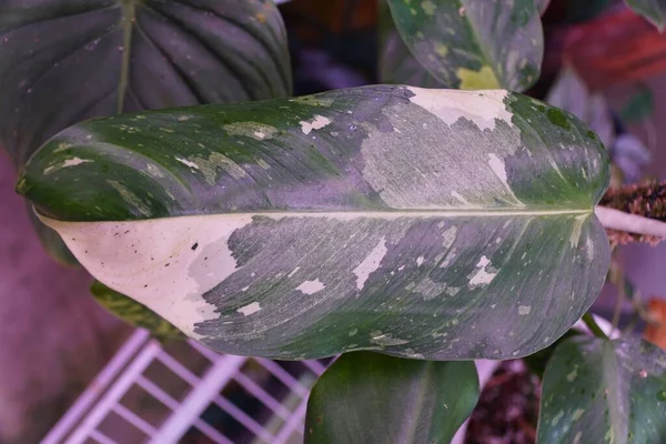 Belle Feuille Panachée Blanche Verte Philodendron Jose Buono Une Plante — Photo