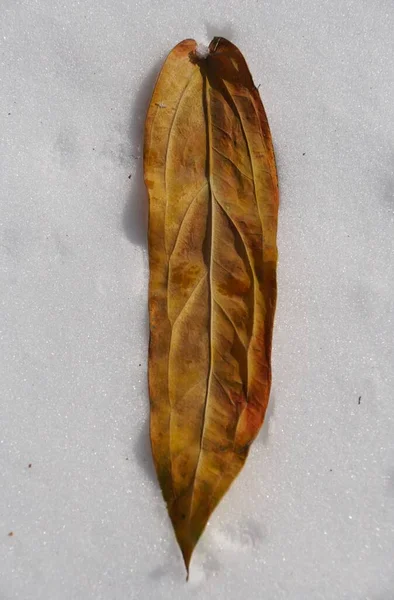 Крипса Желтоватый Лист Anthurium Warocqueanum Белом Снегу — стоковое фото